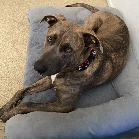 Pet Bowtie for Hanukkah by Reggie in Bowties - Picture 10 of 11